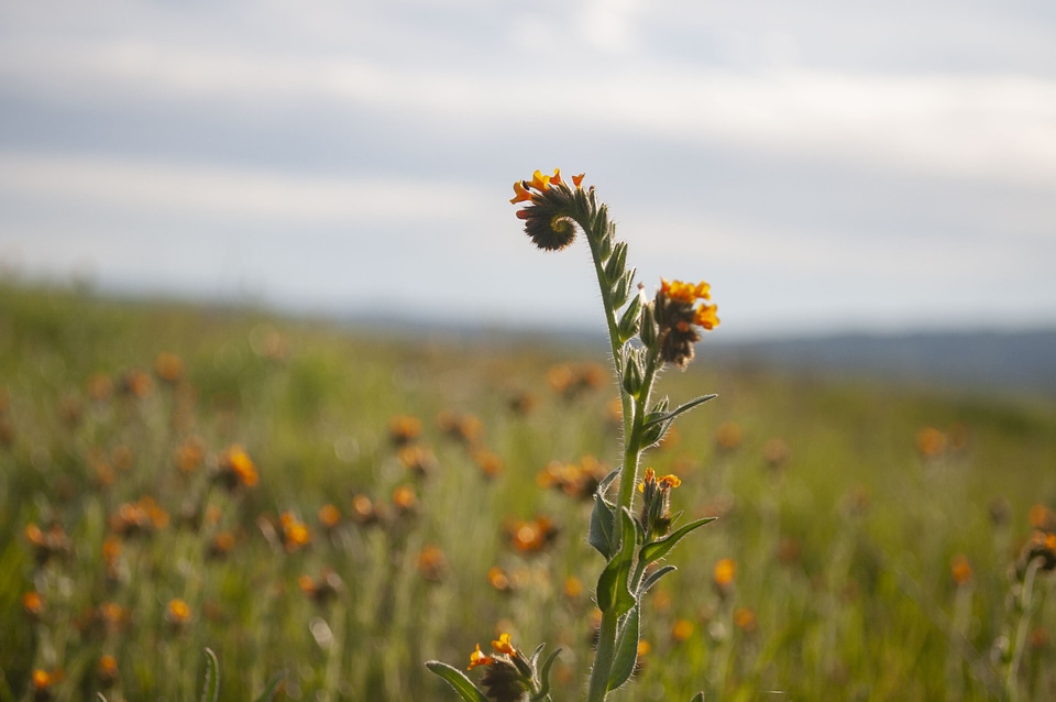 Asteraceae blossom daisies