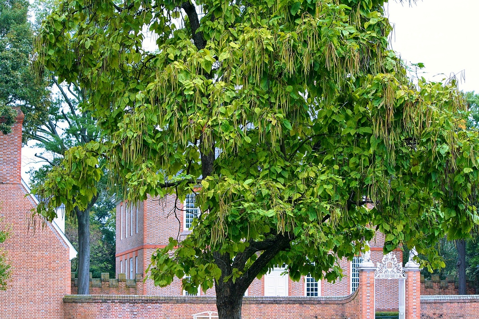 Bean pod fruit tree organic