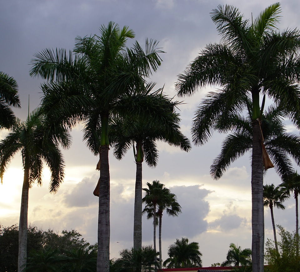 Arbour arecaceae garden