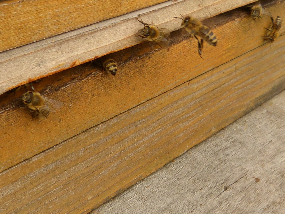 Beehive animals nature