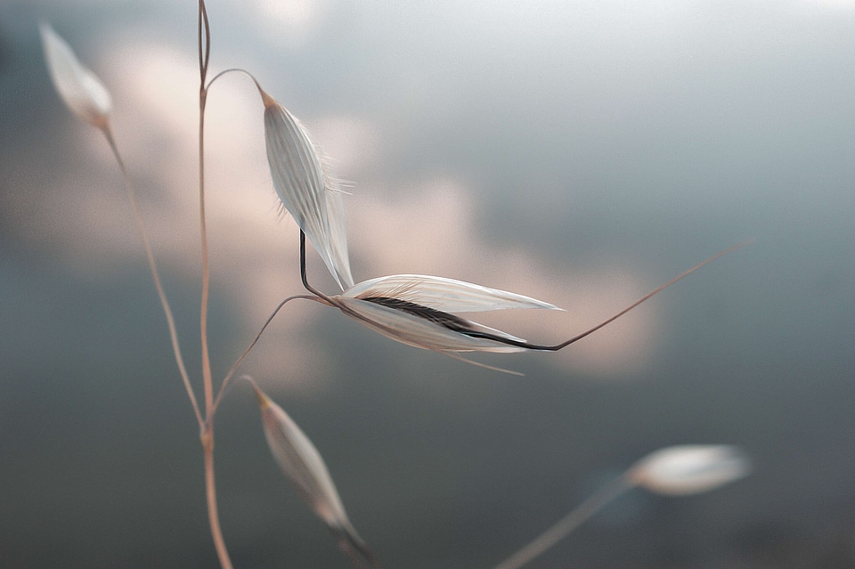 Animal bird delicate