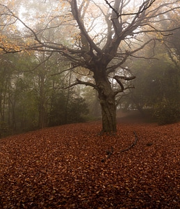 Autumn fall fog