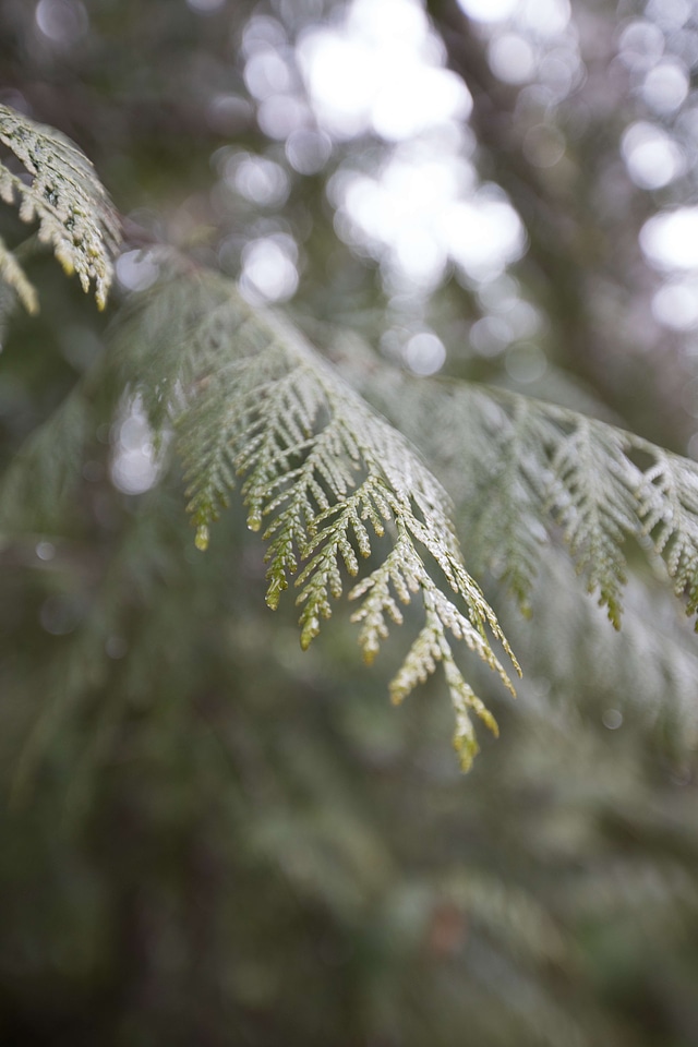 Abies branch conifer