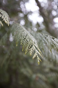 Abies branch conifer photo
