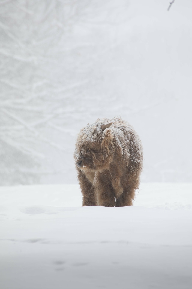 Animal bear blizzard