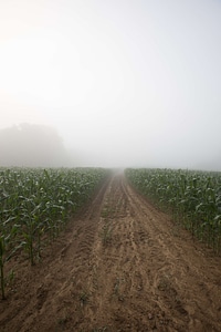 Crops dirt farmland