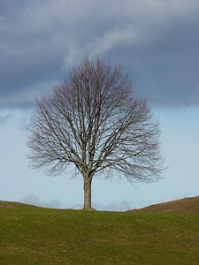 Tree nature winter photo