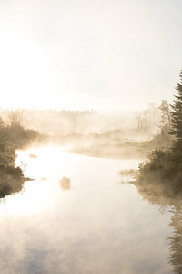 Abies fir fog photo