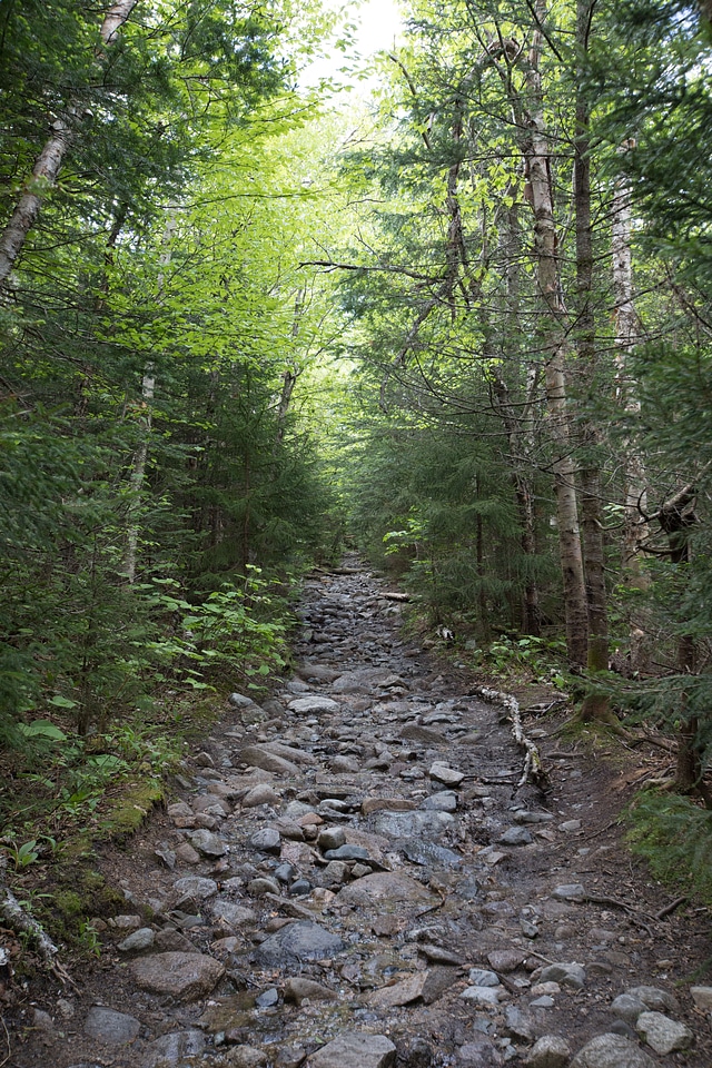 Dirt Road dry creek forest photo