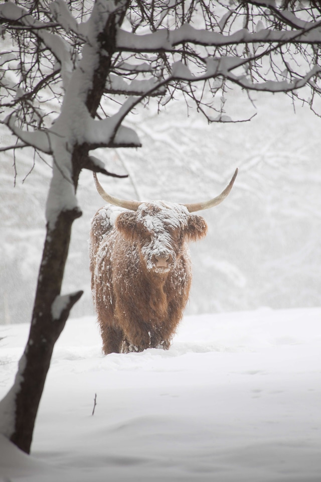 Animal antelope bull