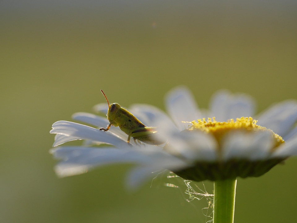 Animal blossom bug photo