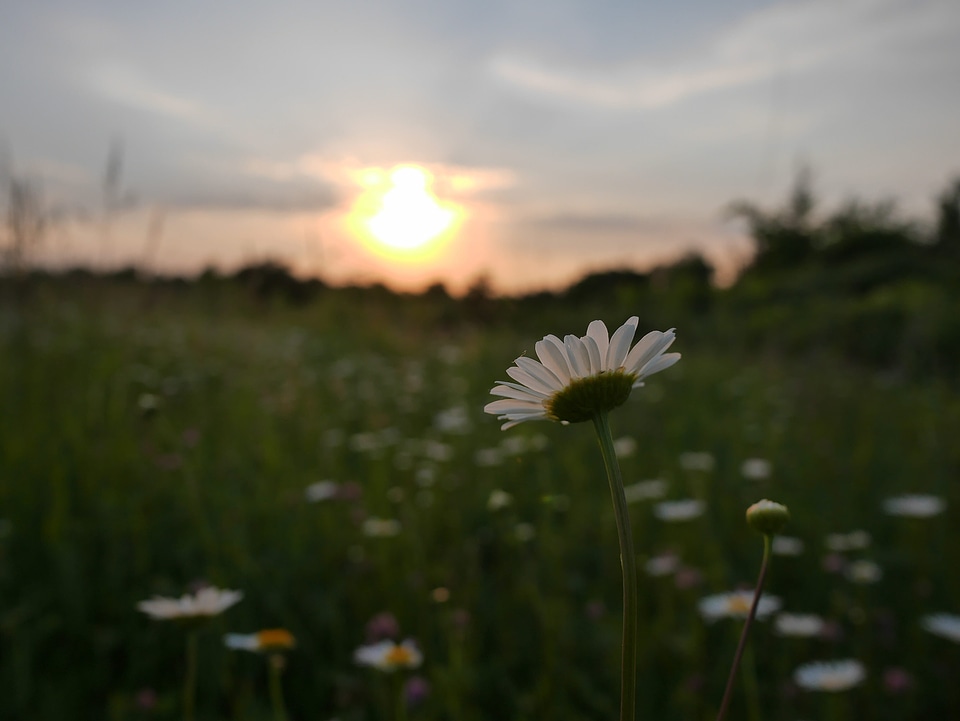 Blossom blur daisies