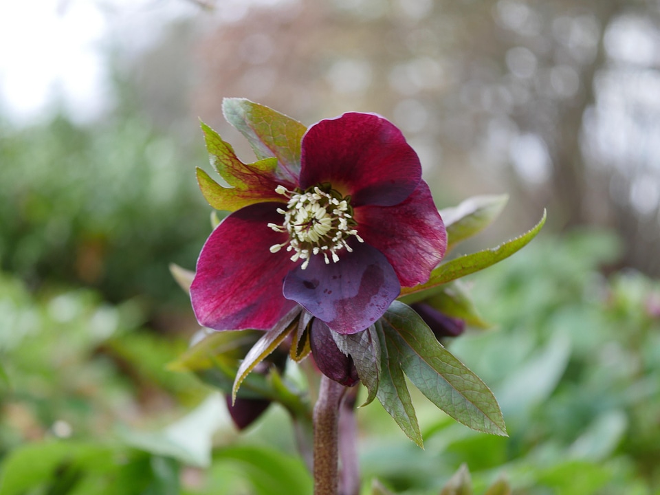 Blossom closeup floral