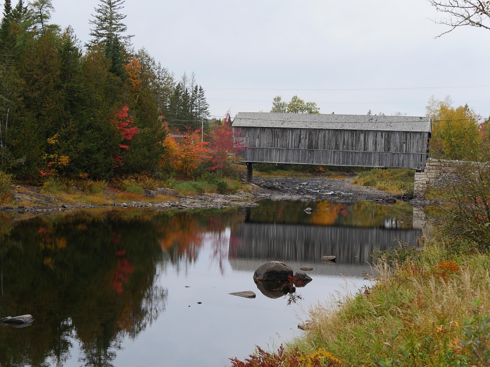 Abies animal autumn
