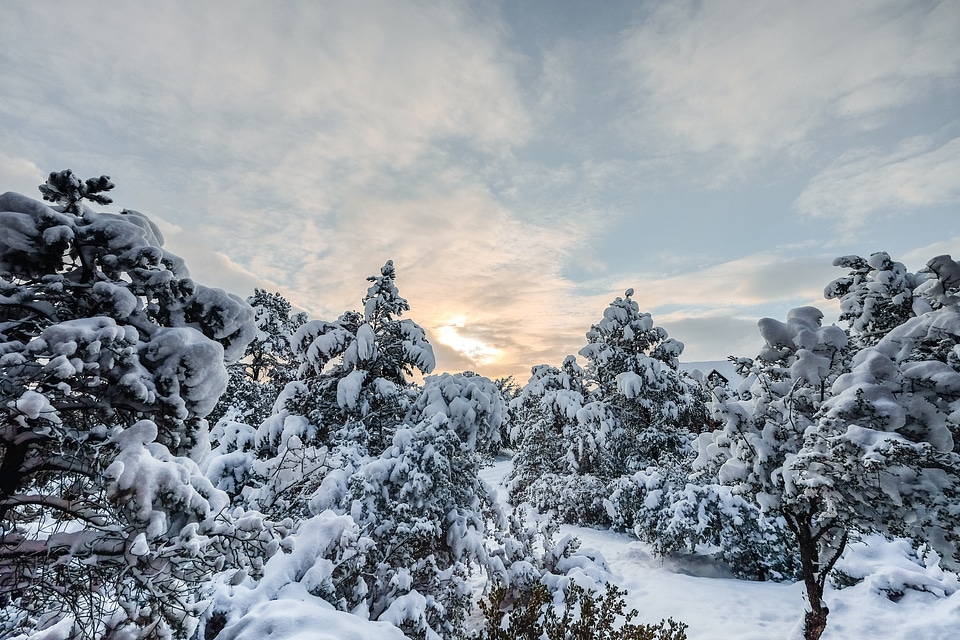 Abies cold conifer photo