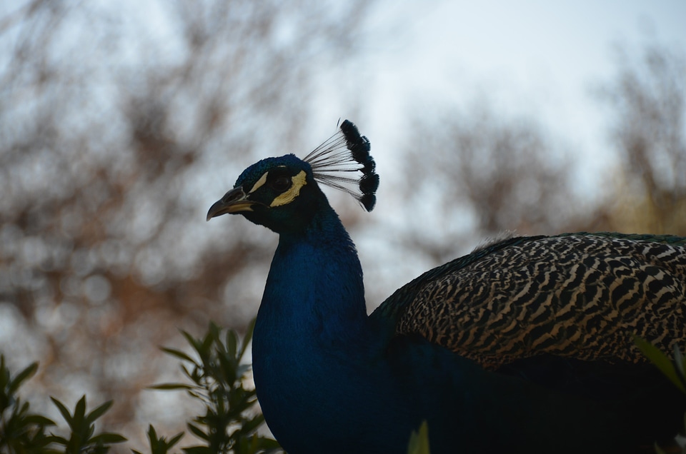 Animal bird creature