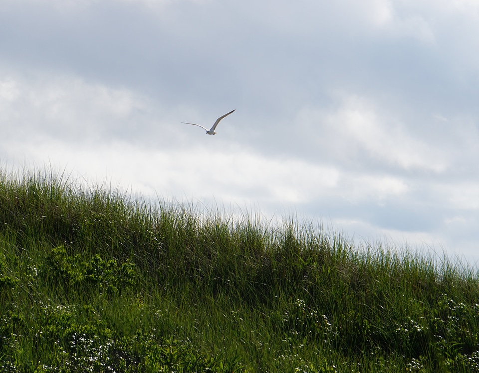Animal bird countryside