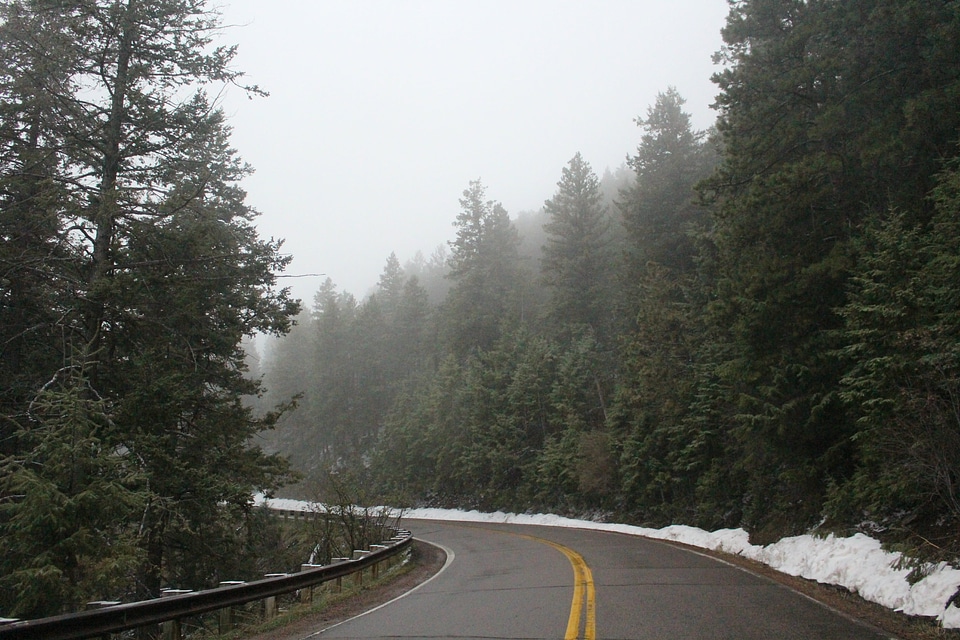 Abies asphalt conifer