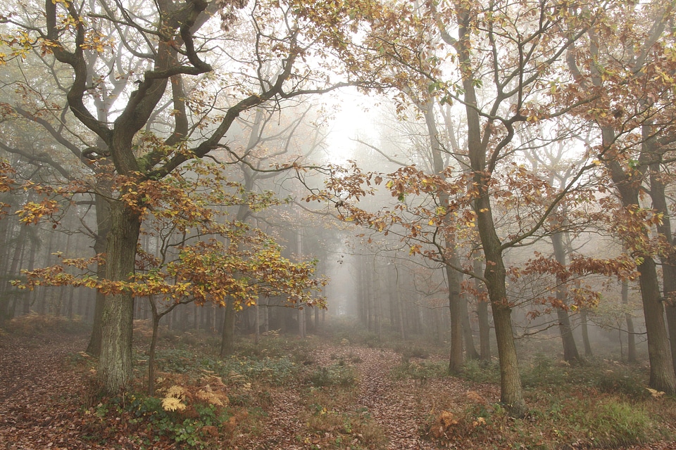 Fall fog forest photo