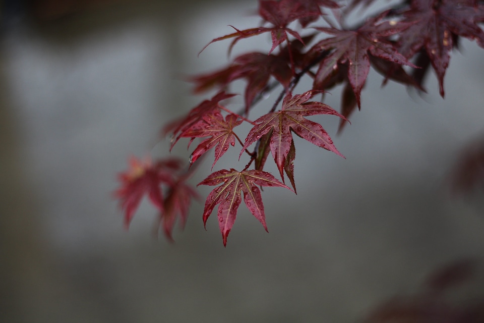 Leaf maple maple leaf