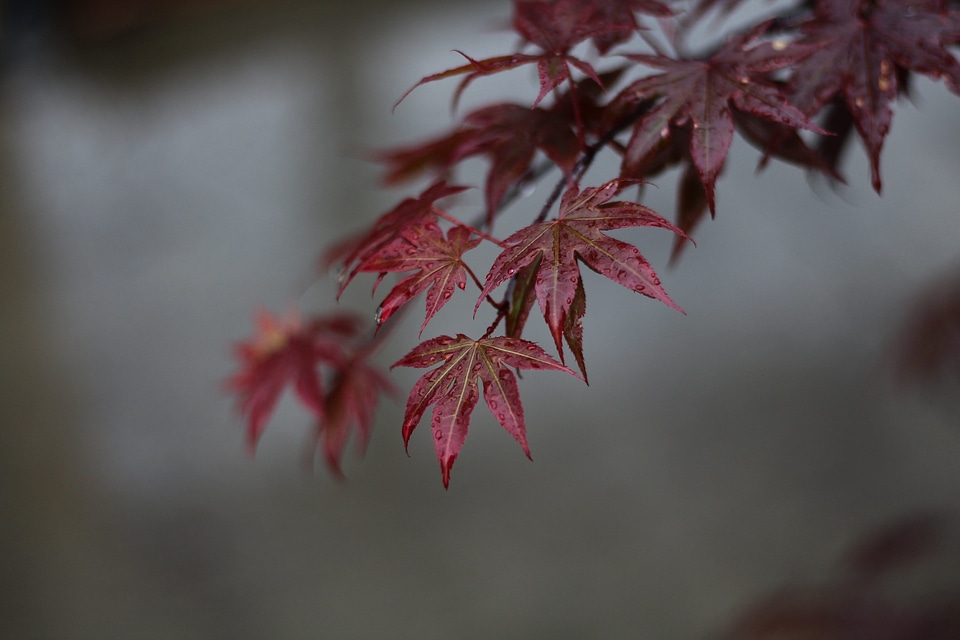 Leaf maple maple leaf photo