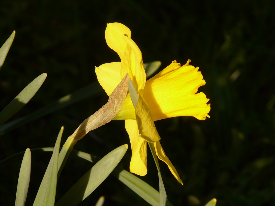 Plant blossom bloom
