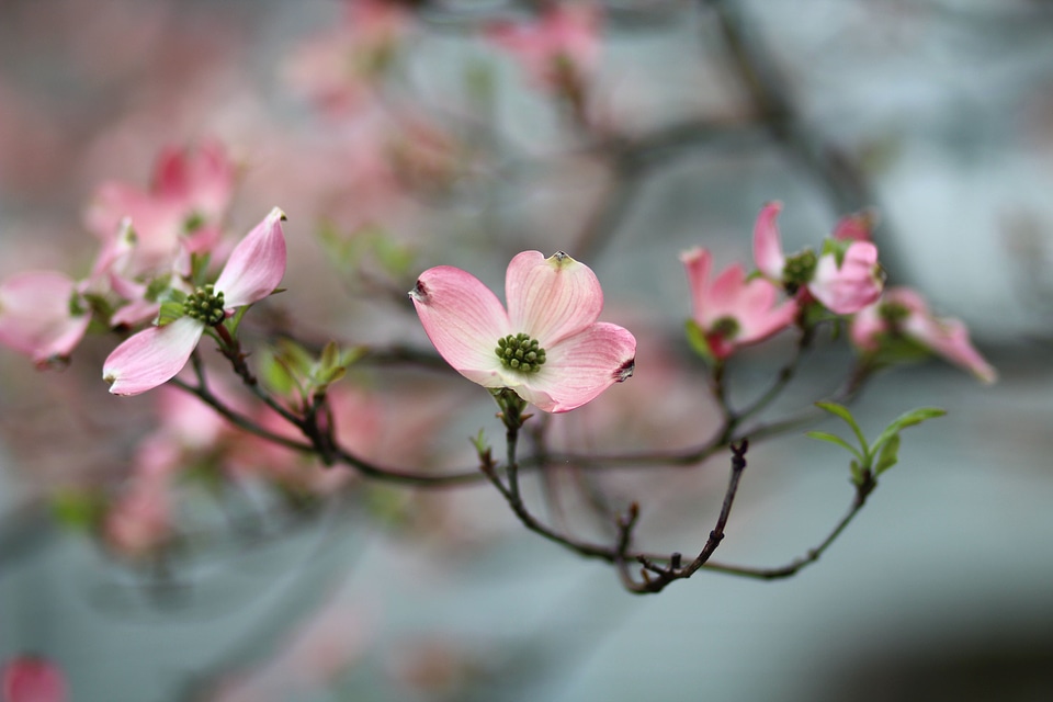 Blossom flower geranium