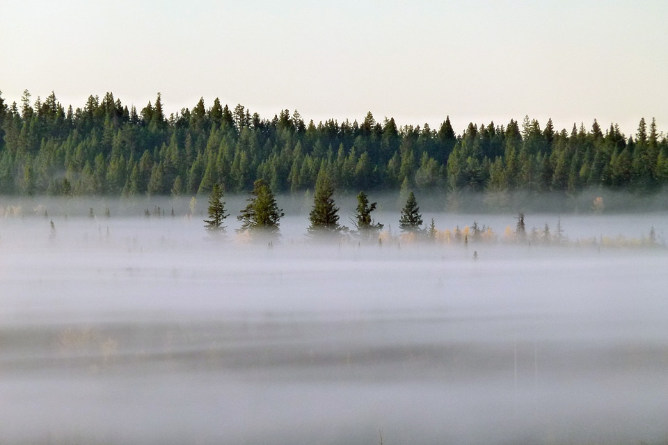 Forest scenery british columbia