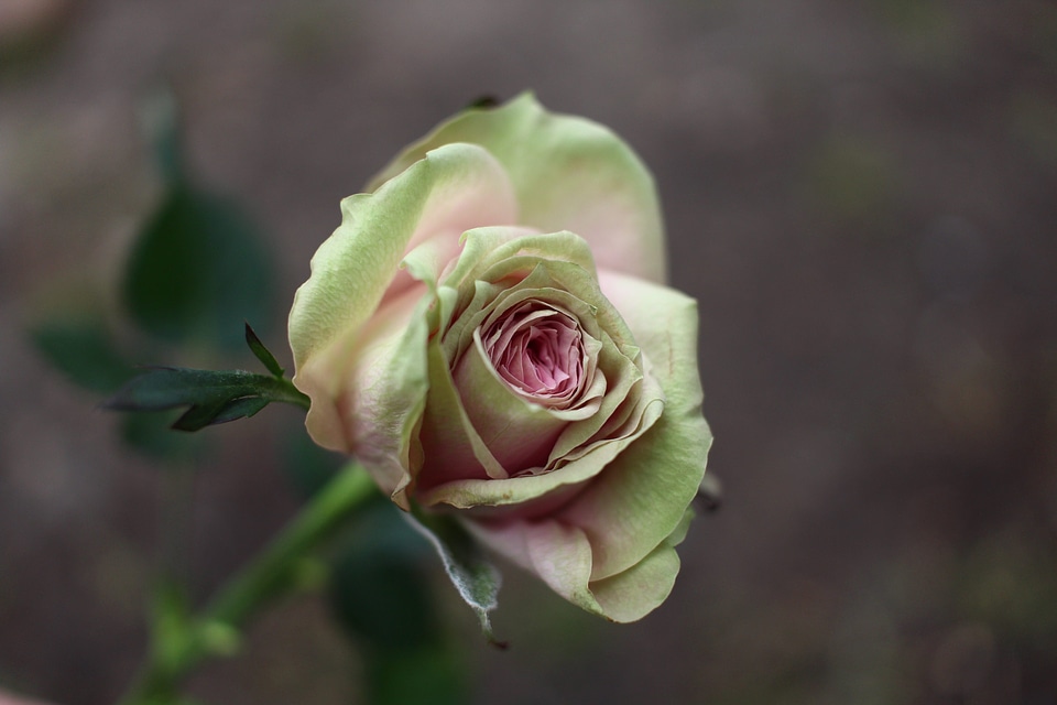 Blossom flower plant photo