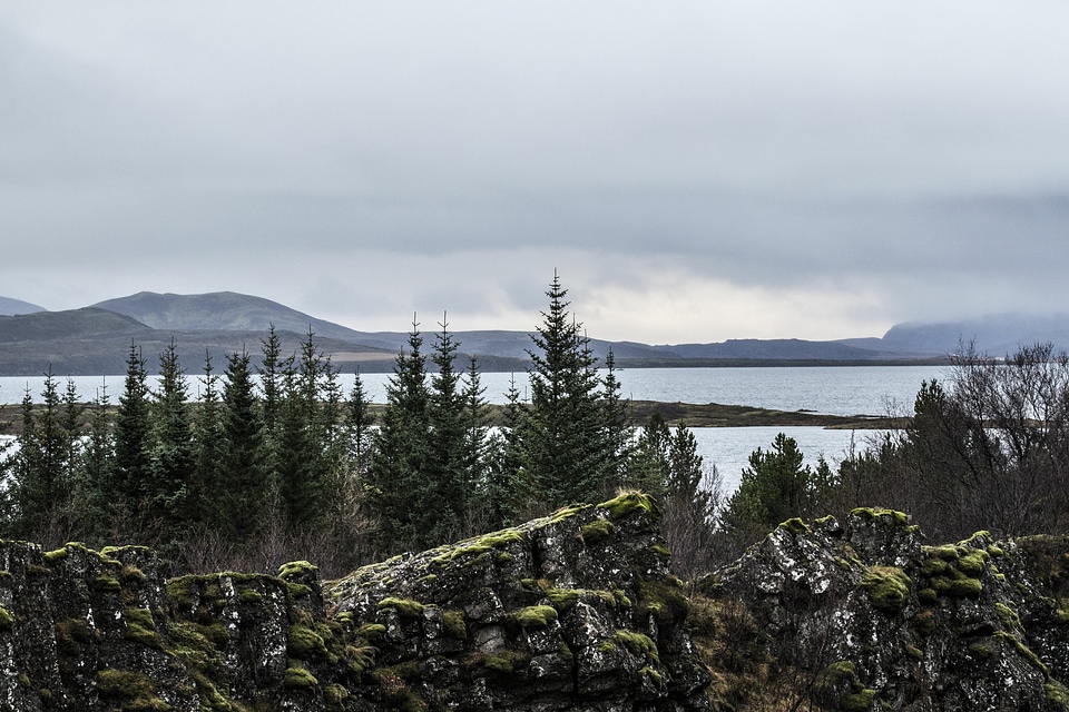 Abies cloudy conifer