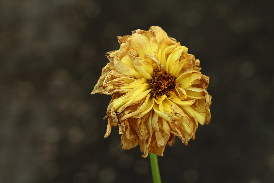 Asteraceae blossom dahlia