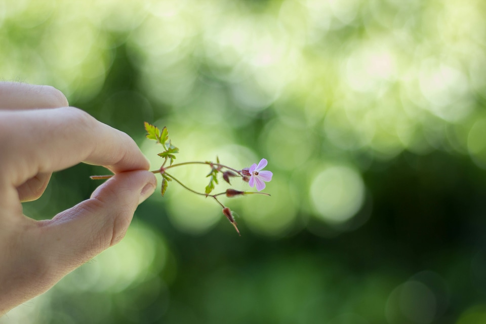 Animal arachnid blossom