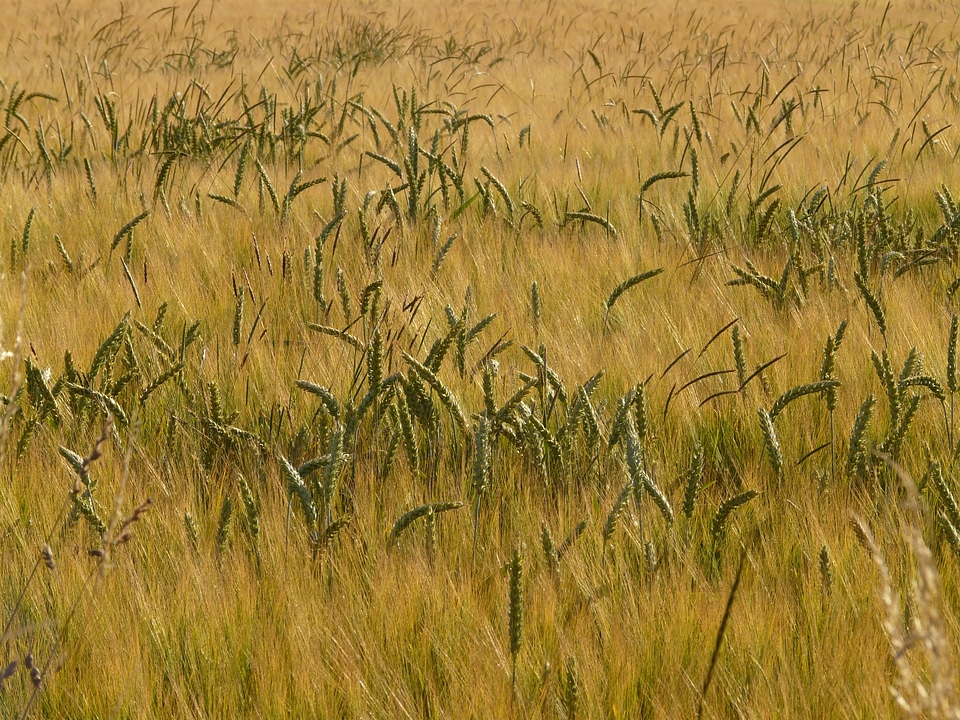 Cereals golden barley field