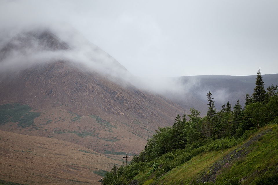 Abies countryside fir photo