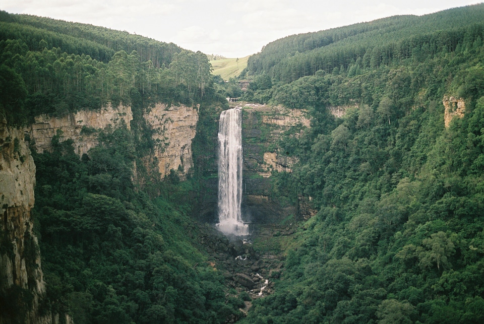Canyon forest green