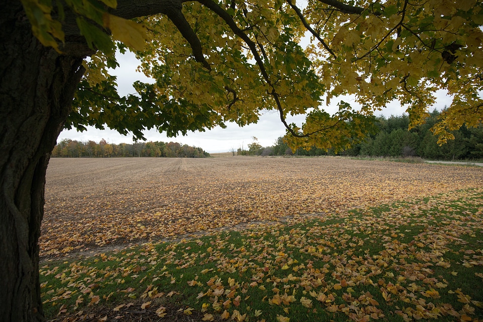 Countryside farm field
