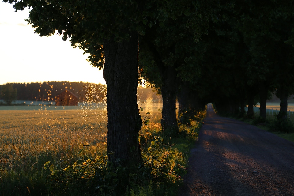 Field flare grassland