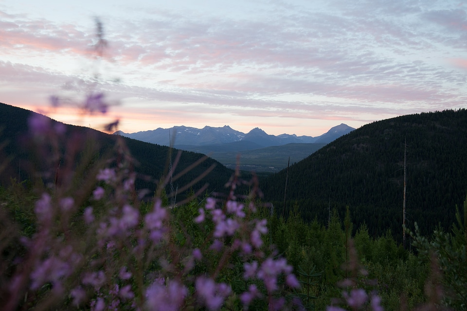Abies blossom depth