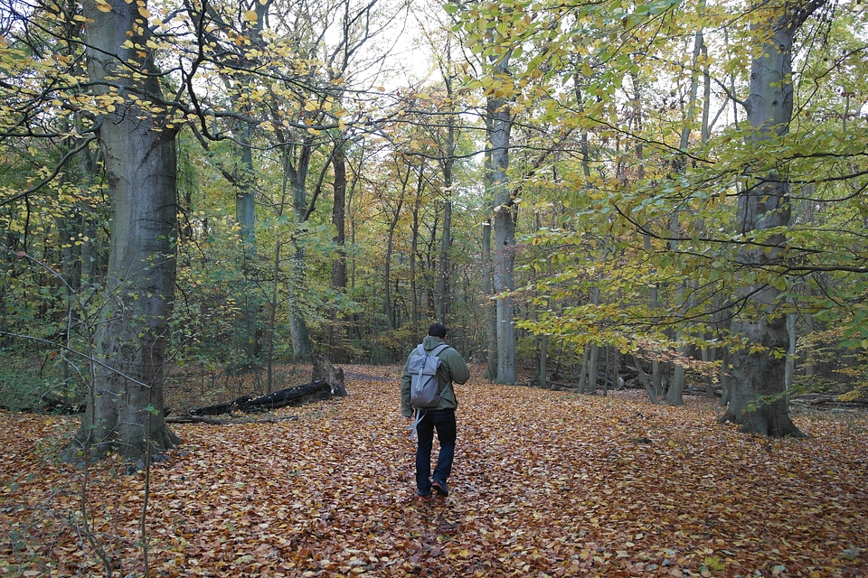 Dirt Road fall forest