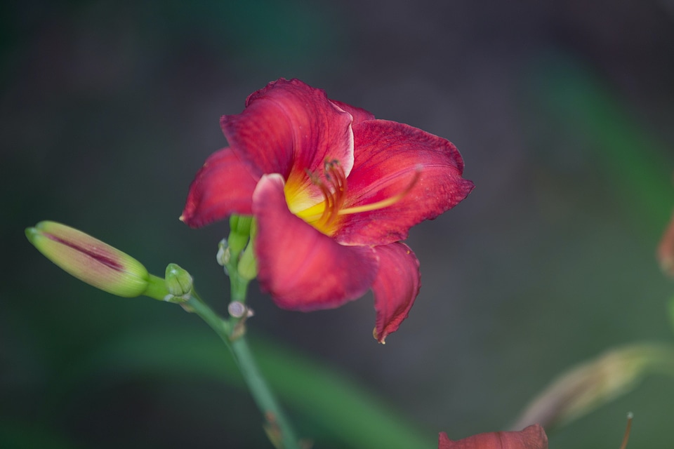 Blossom flower geranium