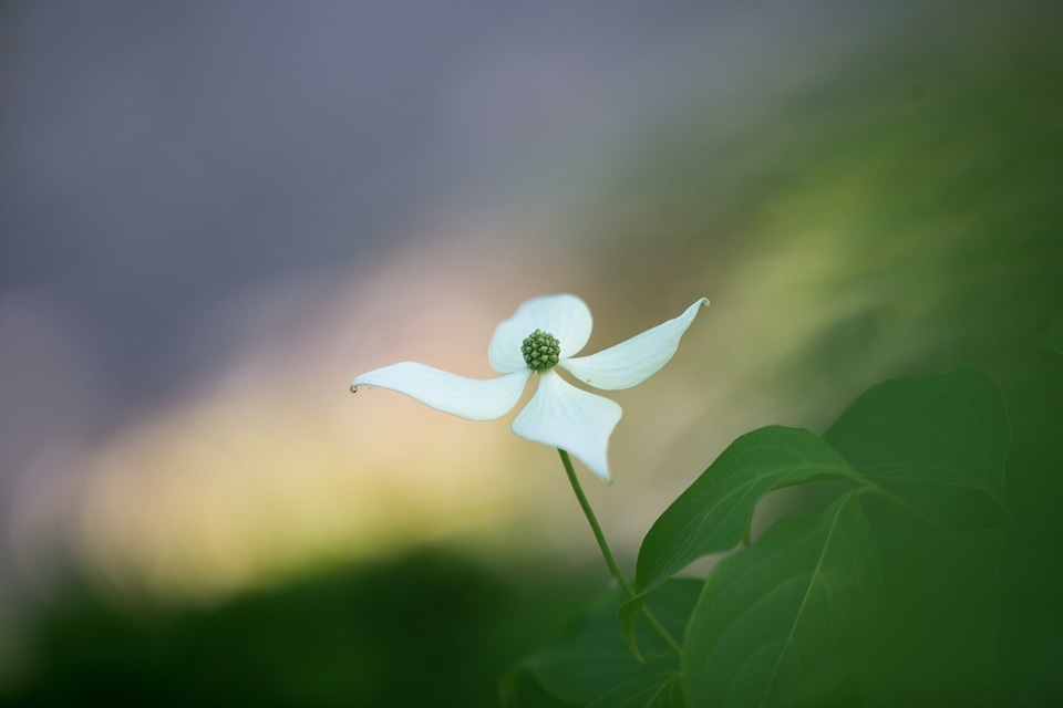 Anemone animal bird