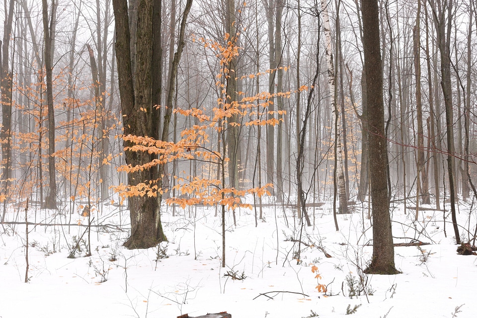 Forest orange plant