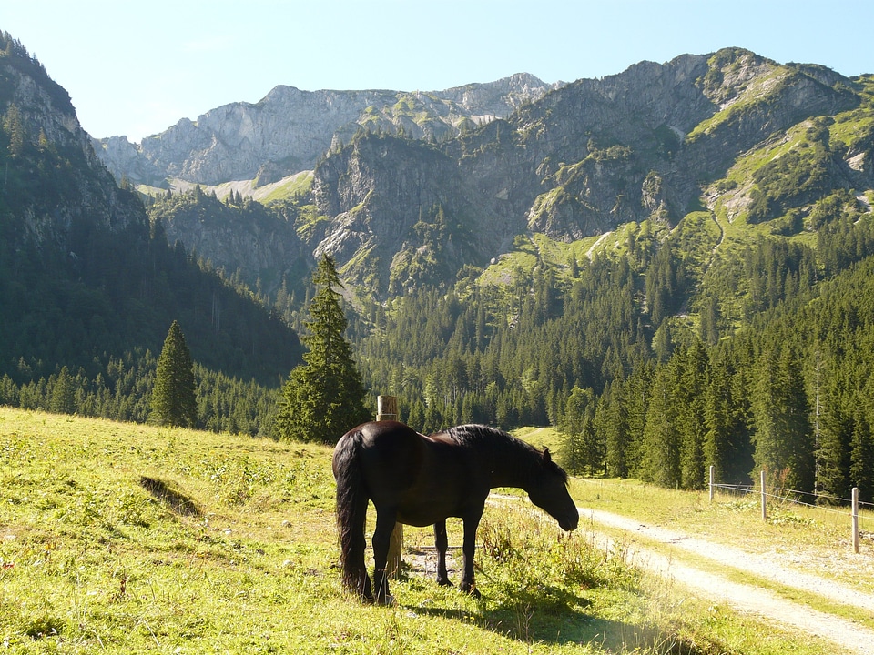 Landscape idyll animal