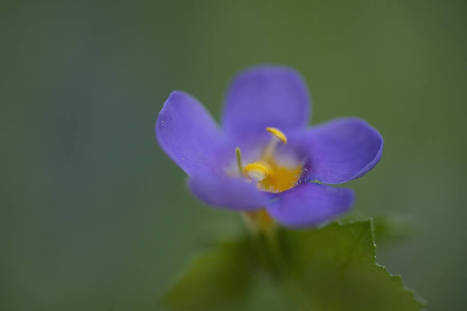Blossom crocus flower