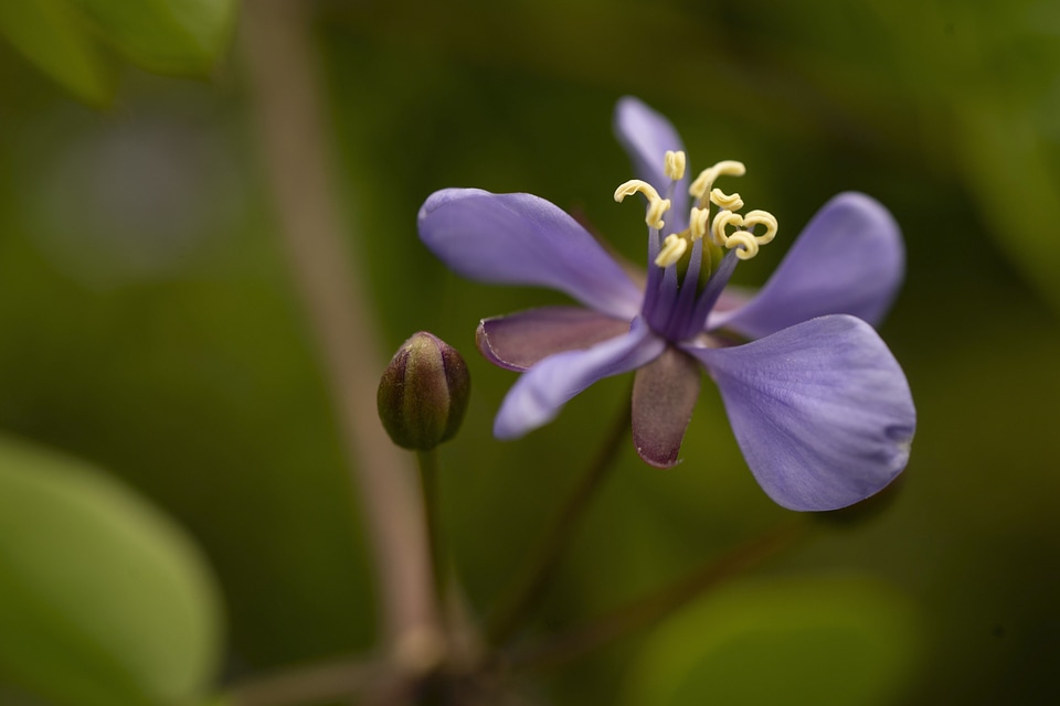 Blossom flower geranium