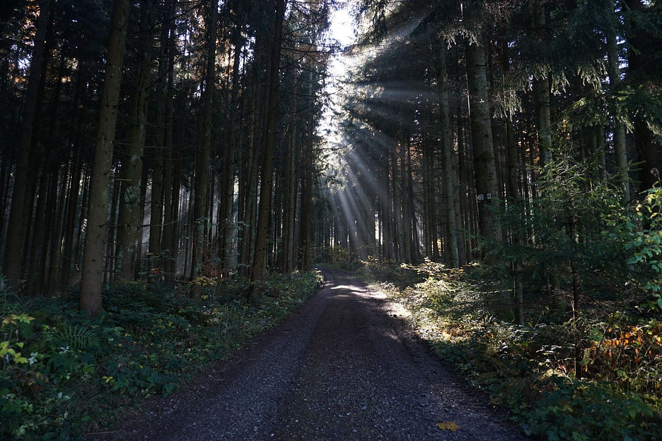 Asphalt dirt road forest photo