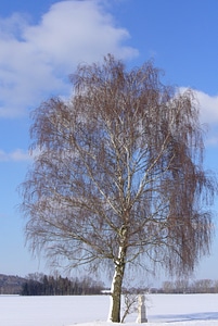 Winter snow tree
