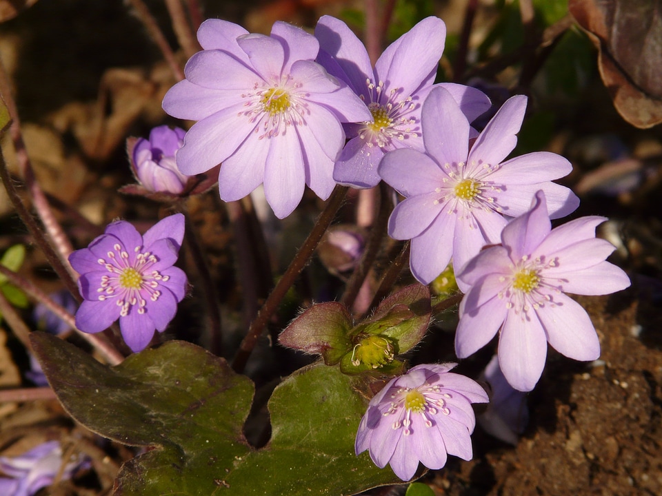Bloom blossom bloom
