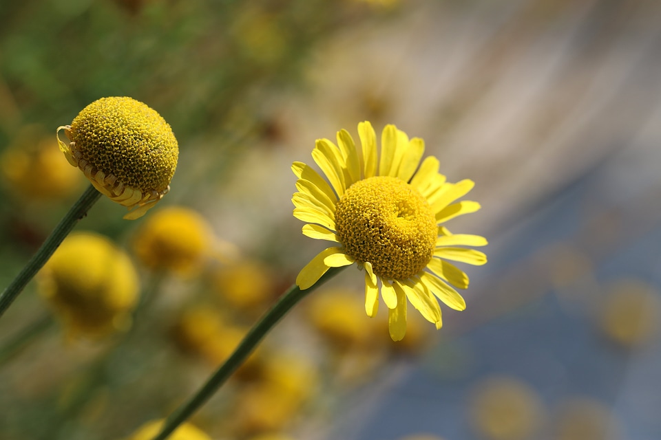 Asteraceae bloom blossom