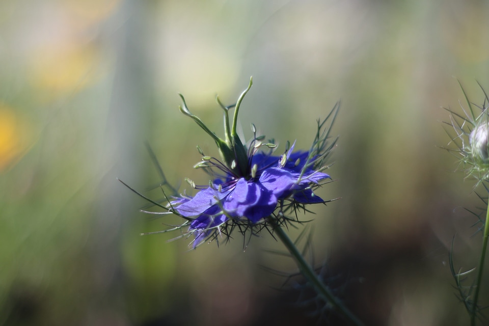 Asteraceae bloom blossom